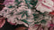Heckettlane Clover Dekbedovertrek - Tweepersoons - Katoensatijn - 200x200-220cm - Zwart