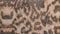 Heckettlane Dekbedovertrek Artimis - Bedlinnen met print - 240x220 - Natural - Dekbedhoes van 100% Katoen-Satijn