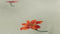 Heckettlane Dekbedovertrek Asa - Bedlinnen met Bloemen print - 260x220 - Multi - Dekbedhoes van 100% Katoen-Dobby