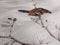 Heckettlane Dekbedovertrek Birdie - Bedlinnen met Dieren print - 140x220 - Off-White - Dekbedhoes van 100% Katoen-Clip Sheared