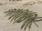 Heckettlane Dekbedovertrek Listi - Bedlinnen met Bladeren print - 200x220 - Natural - Dekbedhoes van 100% Katoen-Twill