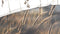 Heckettlane Dekbedovertrek Soari - Bedlinnen met Natuur print - 260x220 - Natural - Dekbedhoes van 100% Katoen-Satijn