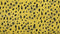 Heckettlane Kiko Dekbedovertrek - Tweepersoons - Katoensatijn - 200x200-220cm - Geel