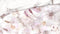 Heckettlane Kos Dekbedovertrek - Lits-jumeaux - Katoensatijn - 260x200-220cm - Natural