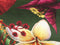 Heckettlane Rafaella Dekbedovertrek - Lits-jumeaux - Katoensatijn - 260x200-220cm - Groen