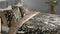 Heckettlane Raissa Dekbedovertrek - Eenpersoons - Katoen - 140x200-220cm - Multi