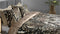 Heckettlane Raissa Dekbedovertrek - Tweepersoons - Katoen - 200x200-220cm - Multi