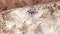 Heckettlane Yamile Dekbedovertrek - Lits-jumeaux - Katoen - 260x200-220cm - Natural