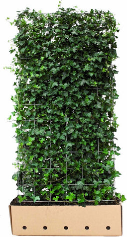 Hedera hibernica 180 cm