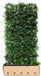 Hedera hibernica 180 cm