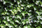 Hedera hibernica 180 cm