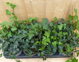 Hedera Klimop 8 potjes in tray kleur groen