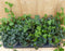 Hedera Klimop 8 potjes in tray kleur groen