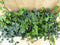 Hedera Klimop 8 potjes in tray kleur groen