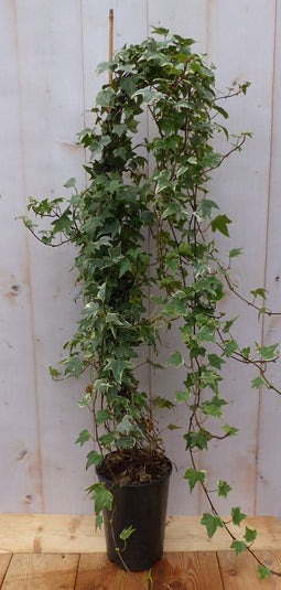 Hedera klimop 80 cm groenblijvend witbont