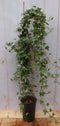 Hedera klimop 80 cm groenblijvend witbont
