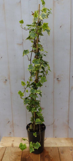 Hedera klimop groenblijvend geelbont beel