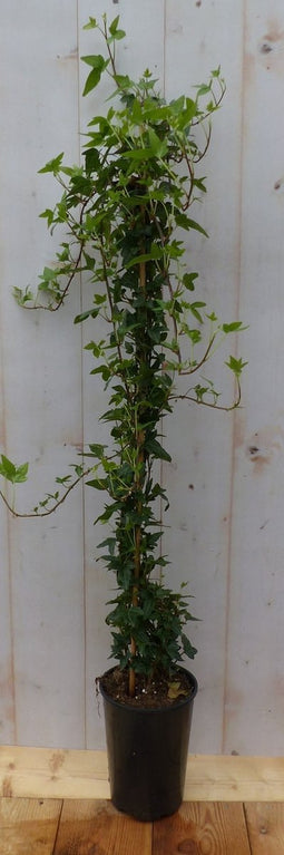 Hedera klimop groenblijvend groen