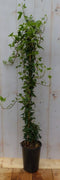 Hedera klimop groenblijvend groen
