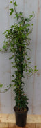 Hedera klimop groenblijvend groen