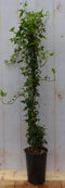 Hedera klimop groenblijvend groen