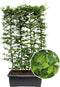 Hedge to Go - Carpinus betulus Haag