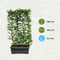 Hedge to Go - Carpinus betulus Haag