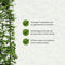 Hedge to Go - Carpinus betulus Haag