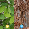 Hedge to Go - Carpinus betulus Haag