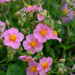 Helianthemum 'Lawrenson's Pink' | 1 stuk | Rotsplant | plant voor rotstuin | alpine plant | Bodembedekker | vermijd onkruid | grondbedekker | 11x11 cm Kwekerspot | Roze