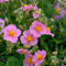 Helianthemum 'Lawrenson's Pink' | 1 stuk | Rotsplant | plant voor rotstuin | alpine plant | Bodembedekker | vermijd onkruid | grondbedekker | 11x11 cm Kwekerspot | Roze
