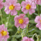 Helianthemum 'Lawrenson's Pink' | 1 stuk | Rotsplant | plant voor rotstuin | alpine plant | Bodembedekker | vermijd onkruid | grondbedekker | 11x11 cm Kwekerspot | Roze