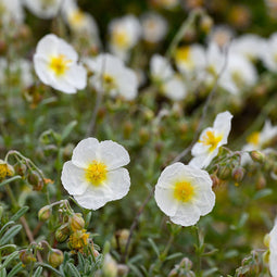 Helianthemum 'The Bride' | 1 stuk | groenblijvende vaste plant | wintergroen | Rotsplant | plant voor rotstuin | alpine plant | Bodembedekker | vermijd onkruid | grondbedekker | 11x11 cm Kwekerspot | Wit