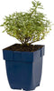 Helianthemum 'The Bride' | 1 stuk | groenblijvende vaste plant | wintergroen | Rotsplant | plant voor rotstuin | alpine plant | Bodembedekker | vermijd onkruid | grondbedekker | 11x11 cm Kwekerspot | Wit