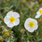 Helianthemum 'The Bride' | 1 stuk | groenblijvende vaste plant | wintergroen | Rotsplant | plant voor rotstuin | alpine plant | Bodembedekker | vermijd onkruid | grondbedekker | 11x11 cm Kwekerspot | Wit