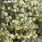 Helianthemum 'The Bride' | 1 stuk | groenblijvende vaste plant | wintergroen | Rotsplant | plant voor rotstuin | alpine plant | Bodembedekker | vermijd onkruid | grondbedekker | 11x11 cm Kwekerspot | Wit