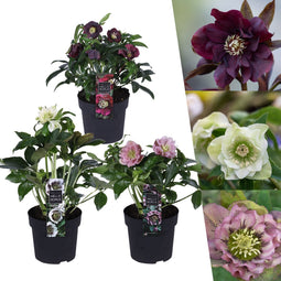 Helleborus Specials | 3 stuks - Ø14 cm - ↨ 25 cm - Kerstroos bijzondere soorten mix