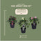 Helleborus Specials | 3 stuks - Ø14 cm - ↨ 25 cm - Kerstroos bijzondere soorten mix