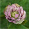 Helleborus Specials | 3 stuks - Ø14 cm - ↨ 25 cm - Kerstroos bijzondere soorten mix