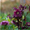 Helleborus Specials | 3 stuks - Ø14 cm - ↨ 25 cm - Kerstroos bijzondere soorten mix