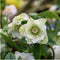 Helleborus Specials | 3 stuks - Ø14 cm - ↨ 25 cm - Kerstroos bijzondere soorten mix