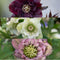 Helleborus Specials | 3 stuks - Ø14 cm - ↨ 25 cm - Kerstroos bijzondere soorten mix