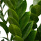 Hellogreen Kamerplant - Zamioculcas - 90 cm