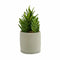 Decoratieve plant Vetplant Plastic 12 x 24 x 12 cm (6 Stuks)