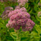 Hemelsleutel (Sedum) 'Herbstfreude' | 1 stuk | Rotsplant | plant voor rotstuin | alpine plant | 11x11 cm Kwekerspot | Roze