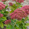 Hemelsleutel (Sedum) 'Herbstfreude' | 1 stuk | Rotsplant | plant voor rotstuin | alpine plant | 11x11 cm Kwekerspot | Roze