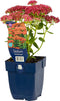 Hemelsleutel (Sedum) 'Herbstfreude' | 1 stuk | Rotsplant | plant voor rotstuin | alpine plant | 11x11 cm Kwekerspot | Roze