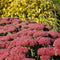 Hemelsleutel (Sedum) 'Herbstfreude' | 1 stuk | Rotsplant | plant voor rotstuin | alpine plant | 11x11 cm Kwekerspot | Roze