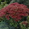 Hemelsleutel (Sedum) 'Herbstfreude' | 1 stuk | Rotsplant | plant voor rotstuin | alpine plant | 11x11 cm Kwekerspot | Roze