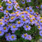 Herfstaster 'Pr. A. Kippenberg' | 1 stuk | Bijen- en vlinderplant | Bijentuin | 11x11 cm Kwekerspot | Paars